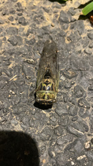 Neotibicen pruinosus