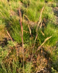 Festuca viridula