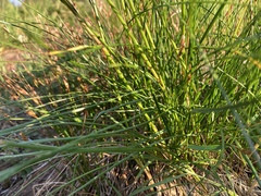 Festuca viridula