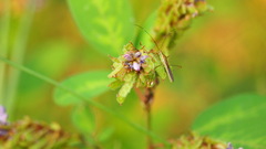 Leptocorisa acuta