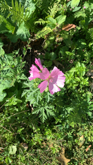 Malva moschata