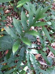 Leptochilus ellipticus