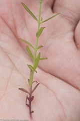 Agalinis neoscotica
