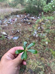 Chimaphila umbellata