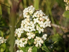 Galium boreale