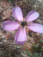Drosera cistiflora