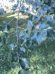 Ulmus pumila