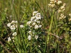 Galium boreale
