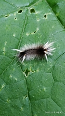 Phaegopterina