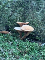 Lactarius camphoratus