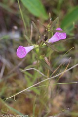 Agalinis neoscotica