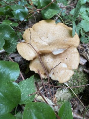 Polyporus