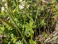 Galium boreale