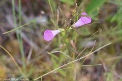 Agalinis neoscotica