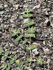 Euphorbia pediculifera