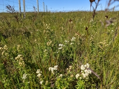 Galium boreale