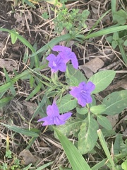Ruellia simplex