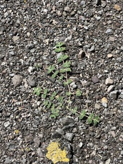 Euphorbia pediculifera