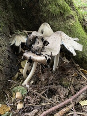 Coprinus