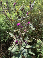 Vernonia gigantea