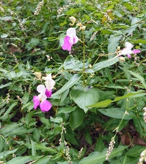 Impatiens balfourii