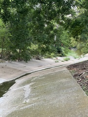 Vulpes vulpes fulvus