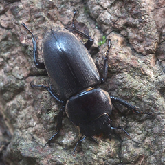 Dorcus rectus rectus