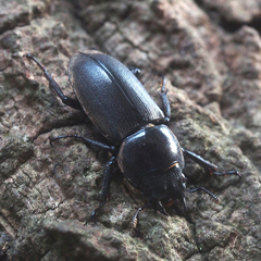 Dorcus rectus rectus