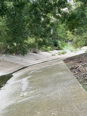 Vulpes vulpes fulvus