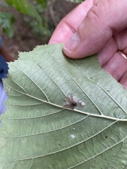 Entomophthoraceae