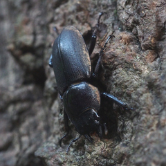 Dorcus rectus rectus