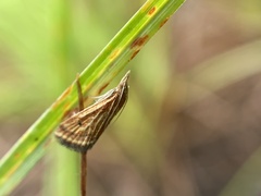 Microtheoris ophionalis