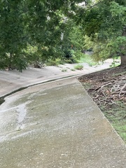 Vulpes vulpes fulvus