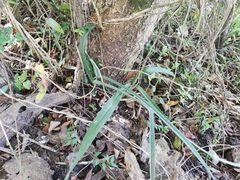 Eulophia speciosa