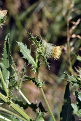 Cirsium parryi