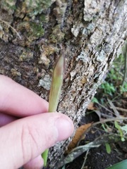 Eulophia speciosa