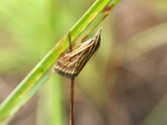 Microtheoris ophionalis