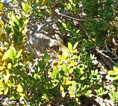 Lacerta bilineata