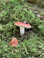 Russula emetica