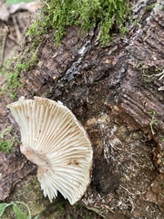 Russula nigricans