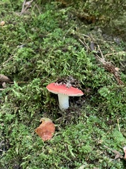 Russula emetica