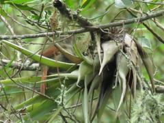 Cranioleuca hellmayri