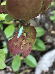 Draeculacephala antica