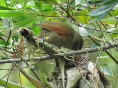 Cranioleuca hellmayri