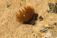 Actinia equina