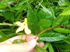 Mandevilla