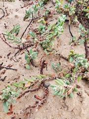 Polygonum maritimum