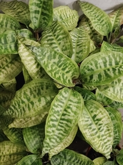 Dracaena goldieana