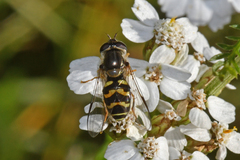 Dasysyrphus creper