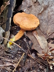 Chalciporus piperatus